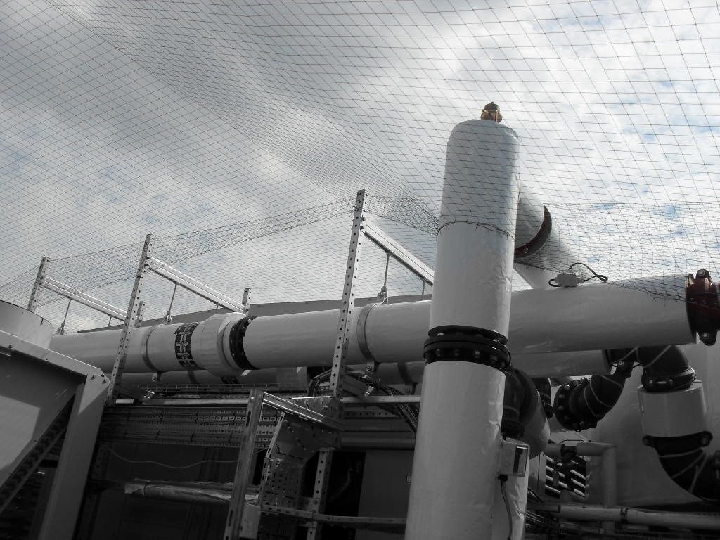 Bird Control in Romford, East London